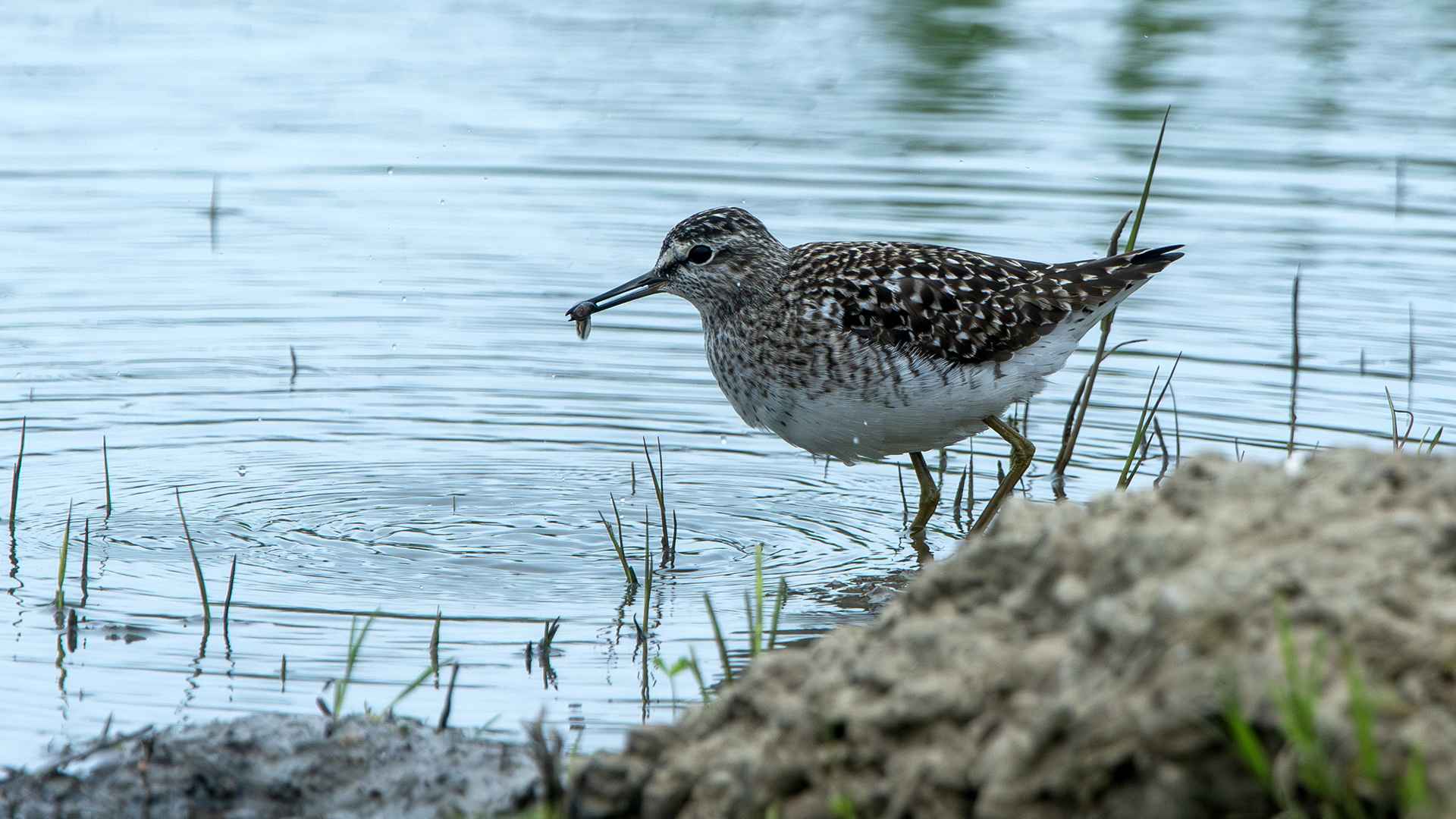 Wood Sandpiper